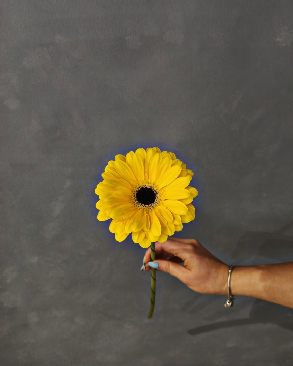 Гербера желтая