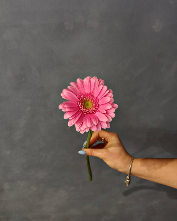 Гербера розовая