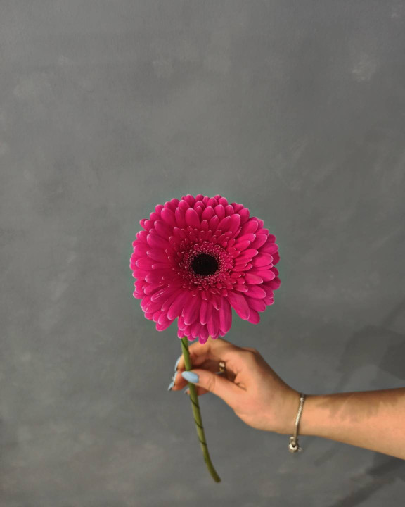 Гербера фуксия