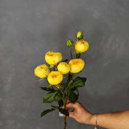 Роза кустовая пионовидная (жёлтая)