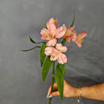 Альстромерия