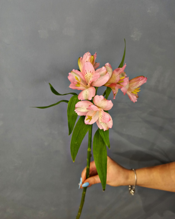 Альстромерия розовая