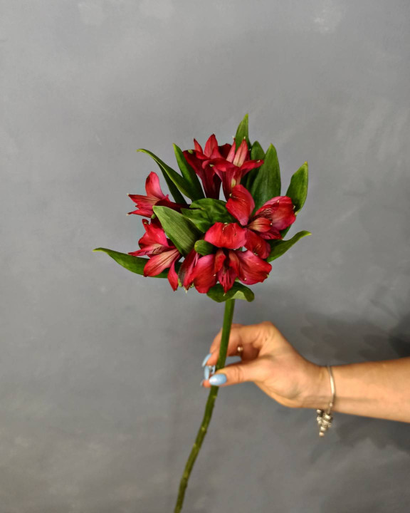 Альстромерия красная