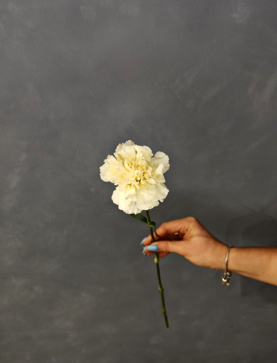 Гвоздика белая