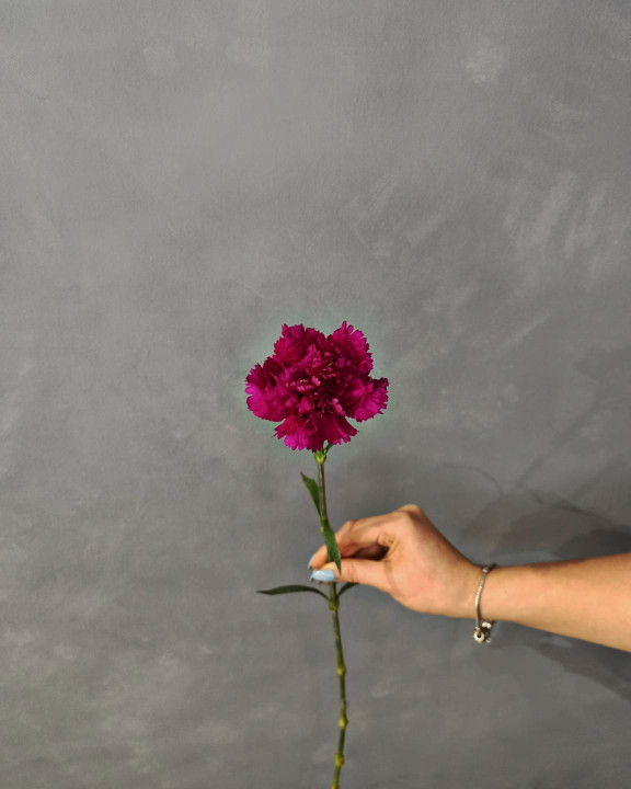 Гвоздика фуксия