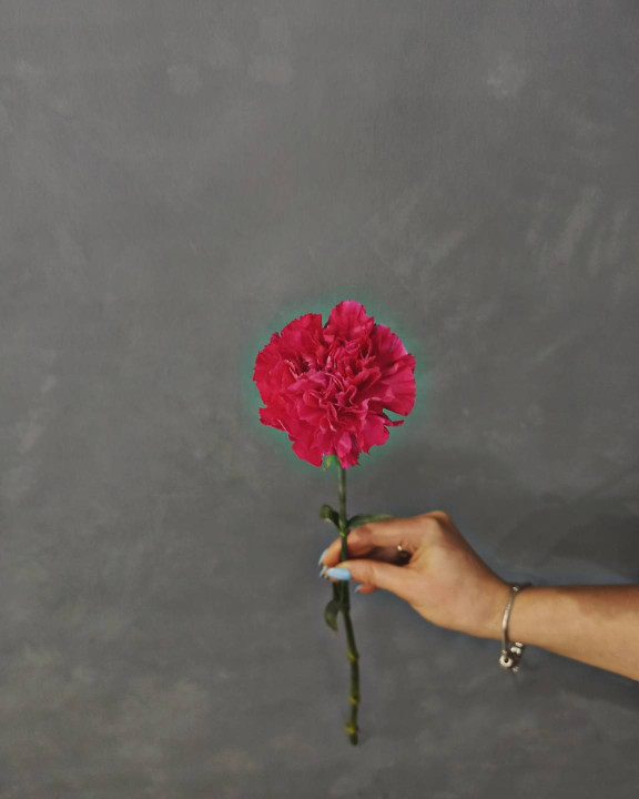 Гвоздика малиновая