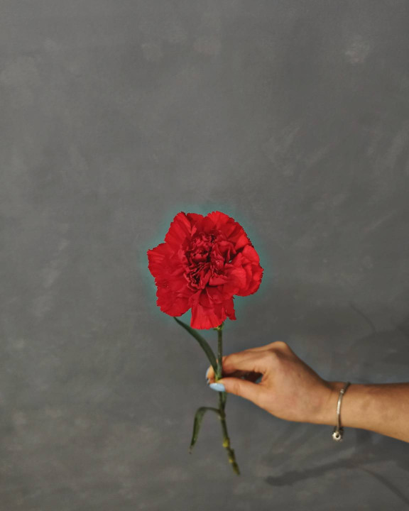 Гвоздика красная