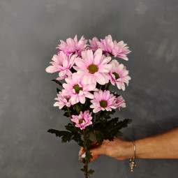 Хризантема