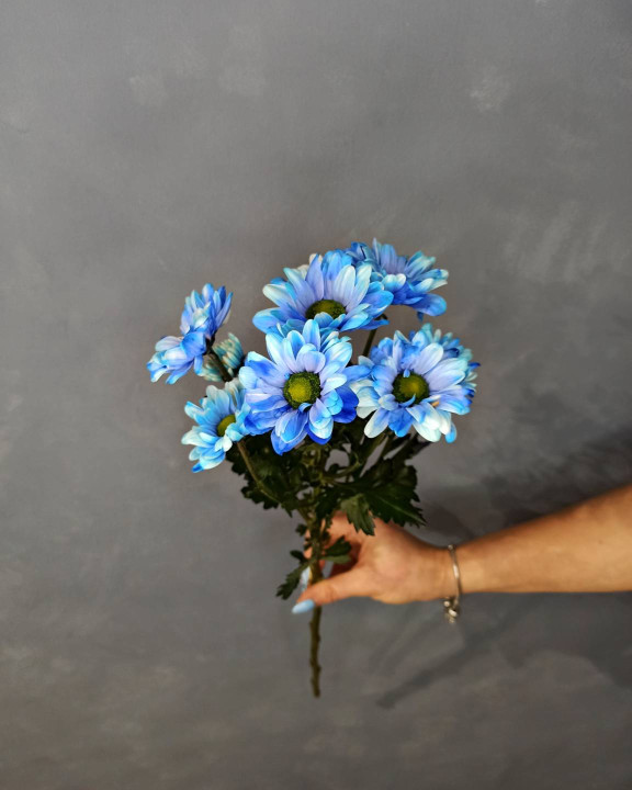 Хризантема Голубая