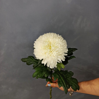 Хризантема Антонов