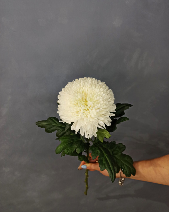 Хризантема Антонов Белая