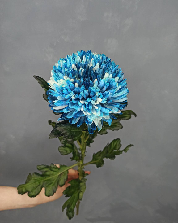 Хризантема Антонов Синяя