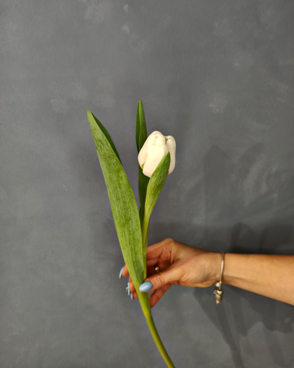 Тюльпан Белый Тюльпан Белый