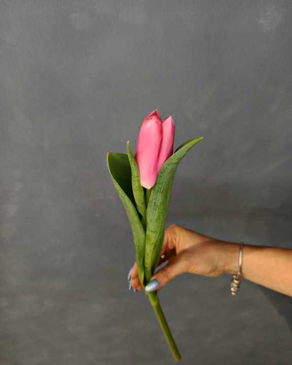 Тюльпан Розовый Тюльпан Розовый