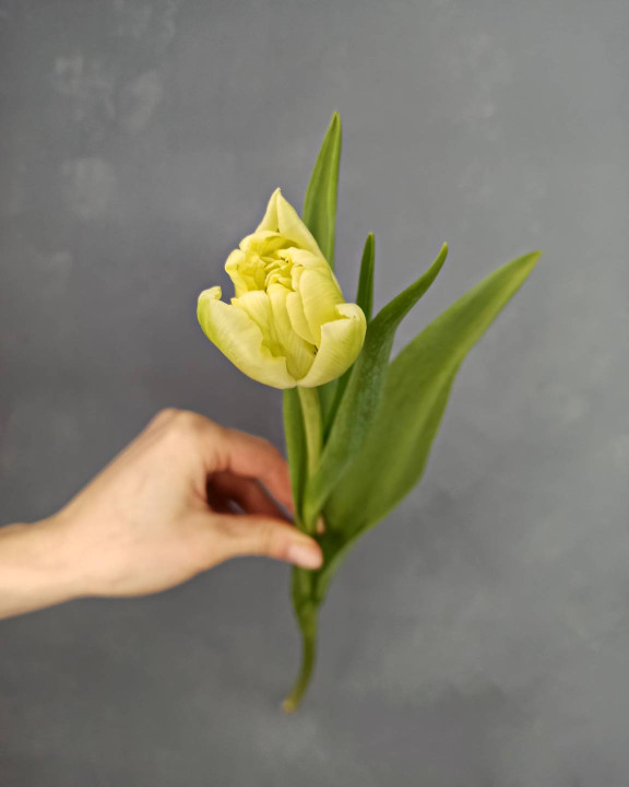 Тюльпан Салатовый Тюльпан Салатовый