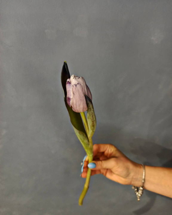 Тюльпан Брауни Тюльпан Брауни