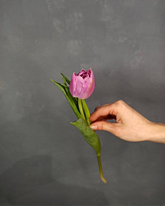 Тюльпан Лиловый Тюльпан Лиловый