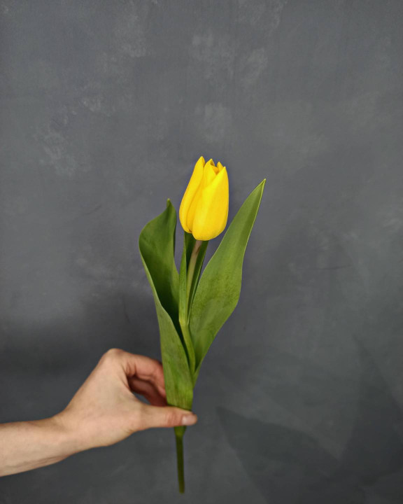Тюльпан Жёлтый Тюльпан Жёлтый