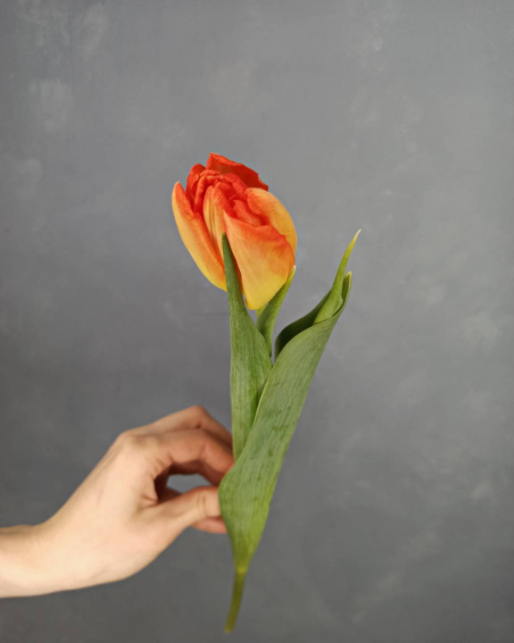 Тюльпан Жёлто-оранжевый Тюльпан Жёлто-оранжевый