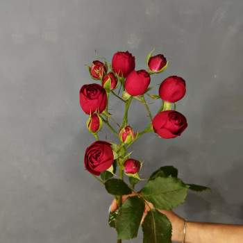 Роза кустовая пионовидная