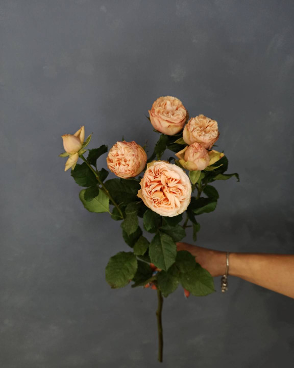 Роза кустовая пионовидная Кремовая