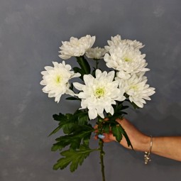 Хризантема Зембла