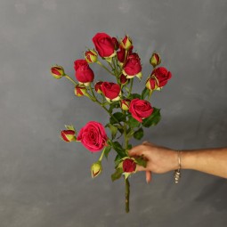Роза кустовая Мирабель