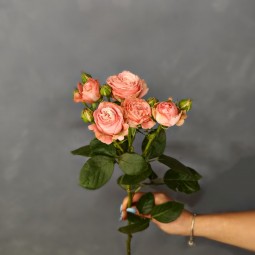 Роза кустовая пионовидная Мадам Бомбастик