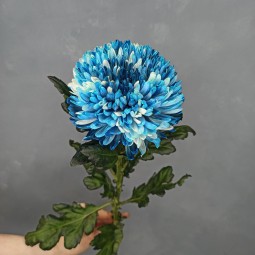 Хризантема Антонов (синяя)