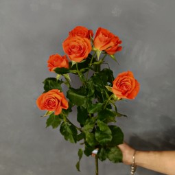 Роза кустовая (оранжевая)