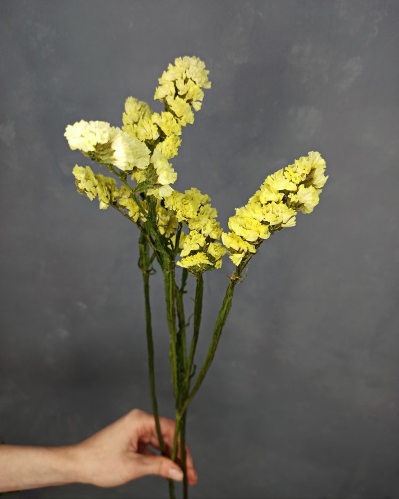 Статица (жёлтая)