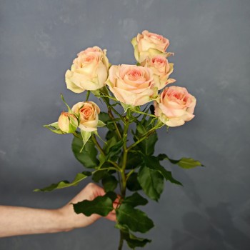 Роза кустовая Азора