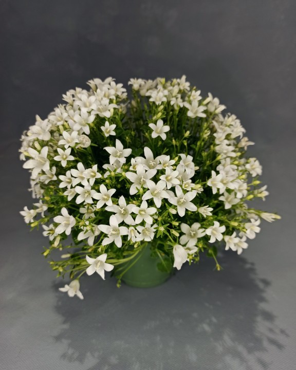 Кампанула