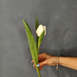 Тюльпан (белый)