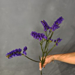 Статица (фиолетовая)