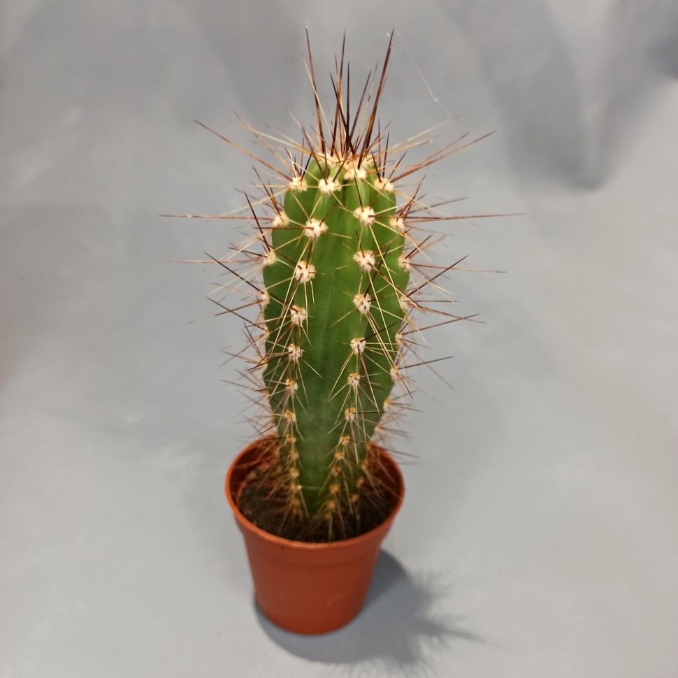Кактус (мини) - Купить в Минске с доставкой или самовывоз