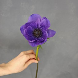 Анемон (фиолетовый)